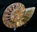 Large Inch Wide Ammonite (Half) #4118-2